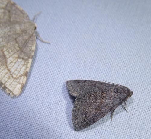 Metachrostis dardouini